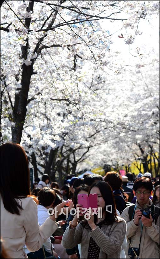 [포토]벚꽃 아래 사진 찍기