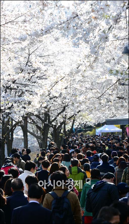 [포토]벚꽃길에 몰린 인파