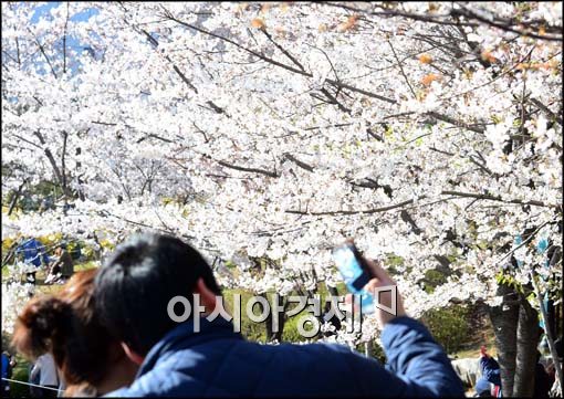 [포토]벚꽃 핀 석촌호수