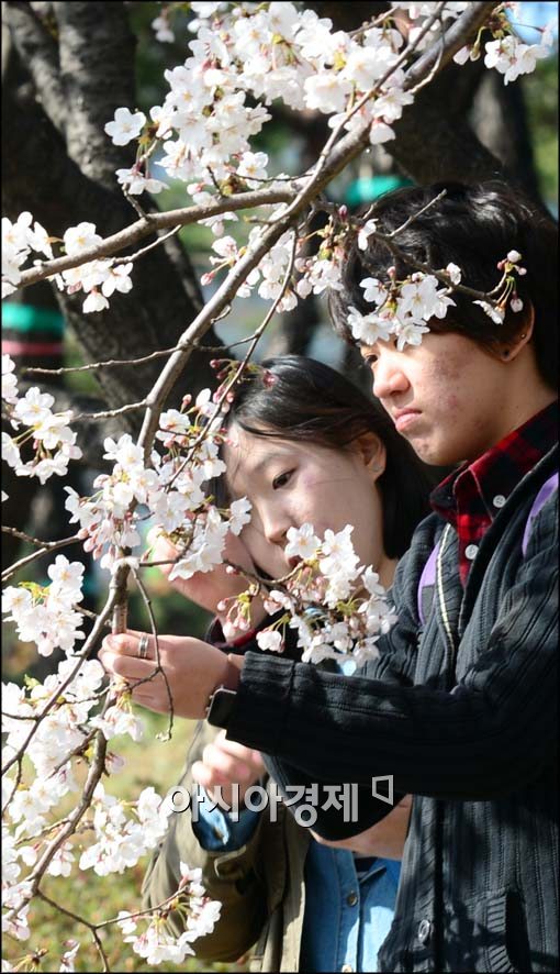 [포토]벚꽃 만져보는 시민