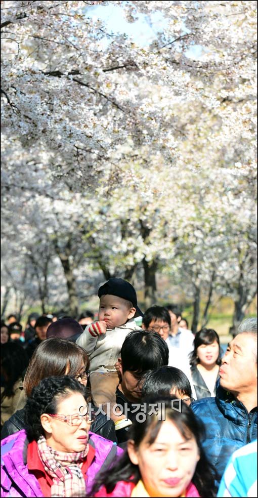 [포토]만개한 벚꽃