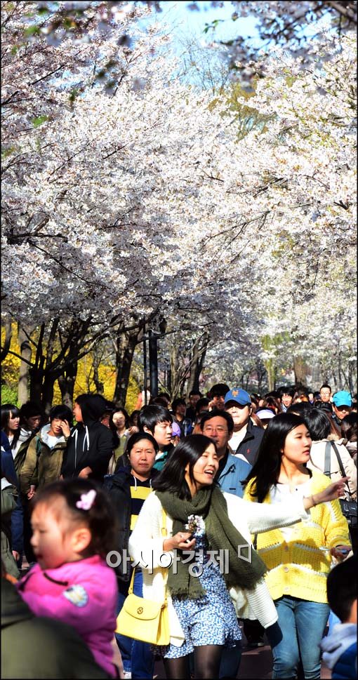 [포토]만개한 벚꽃 아래