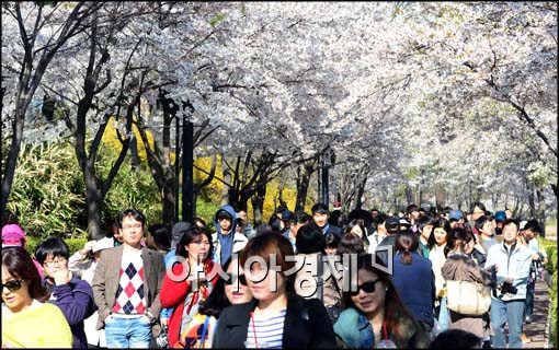 [포토]벚꽃 아래 걷는 인파