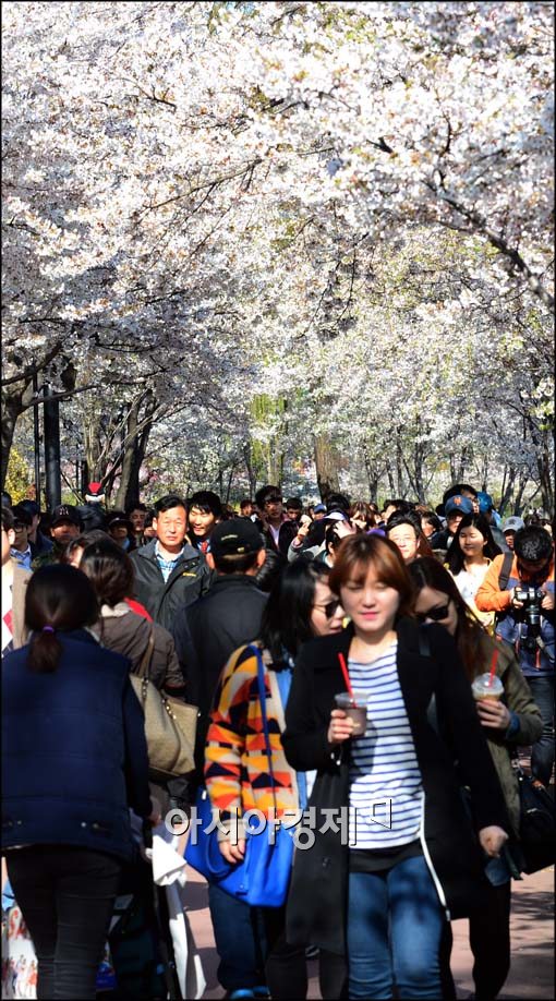 [포토]활짝 핀 벚꽃