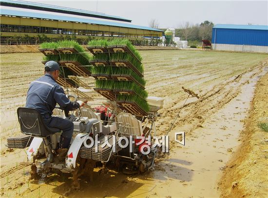 고흥군, 죽암농장 올 첫 모내기