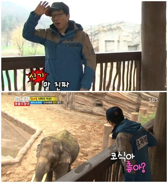 유재석 코식이 유혹, '코끼리 댄스부터 먹이로··'