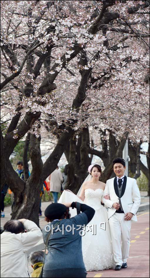 [포토]벚꽃길에서 웨딩촬영