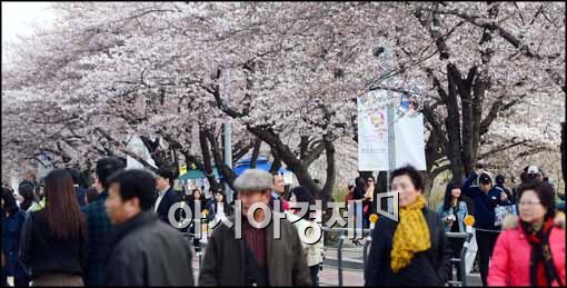 [포토]평일에도 벚꽃축제