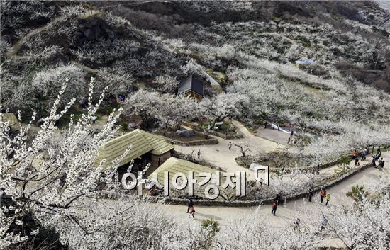 광양 청매실 농원 
