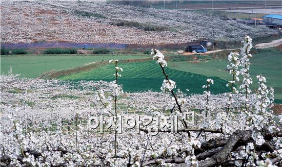 [남도힐링여행]주말 가볼만한 곳 3선(튤립·청보리·배꽃)  