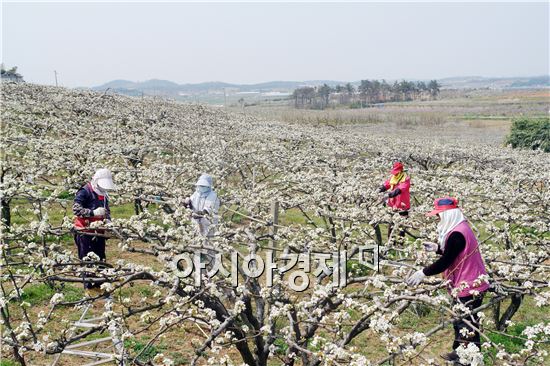 [남도힐링여행]주말 가볼만한 곳 3선(튤립·청보리·배꽃)  