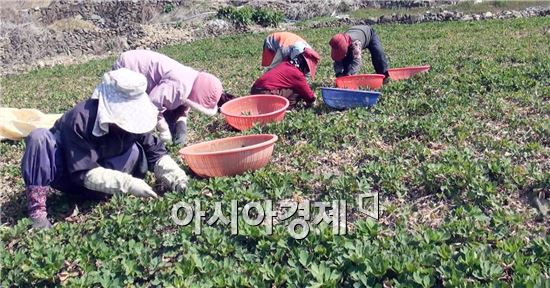 여수 금오도 잎방풍 출하한창