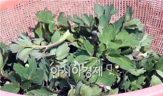 여수 금오도 잎방풍 출하한창