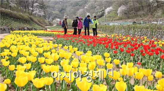 광주 동구, 동적골 튤립 동산 구경오세요