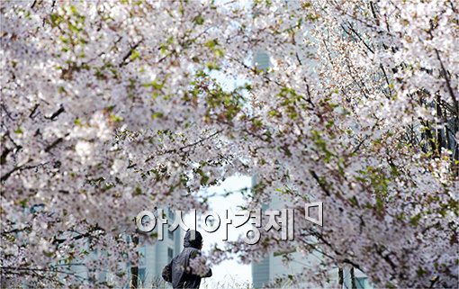 [포토]벚꽃사이로 산책