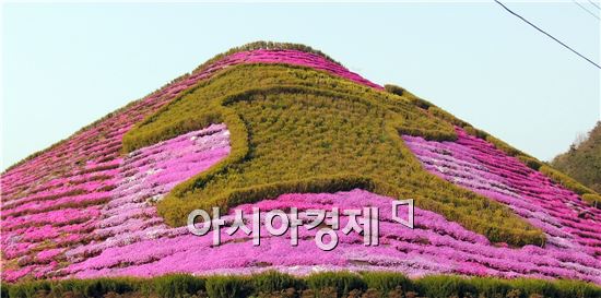 [포토]아름다운 꽃잔디와 장흥 표고버섯