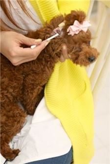 아이스크림에 스파에, 귀면봉까지…개팔자가 상팔자