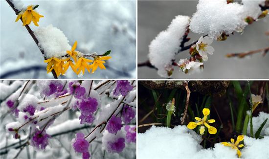 [포토]춘사월 봄꽃에 핀 눈꽃