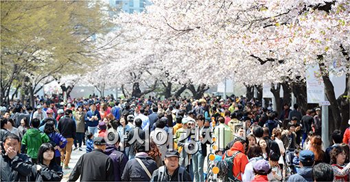 [포토]'어느덧 벚꽃축제 마지막날'