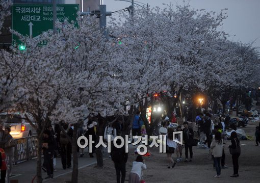 올 봄, 벚꽃 작년에 비해 5일 늦게 핀다..서울 윤중로는 4월15일 절정
