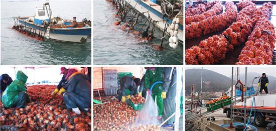 G마켓 "통영 멍게, 창녕 순대를 특가에 직배송합니다"