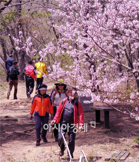 [포토]등산객 유혹하는 복사꽃