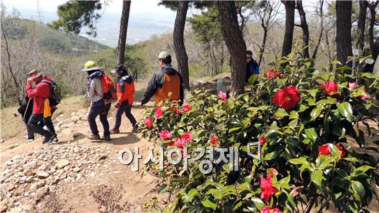 [포토]등산객들 시선잡는  동백꽃