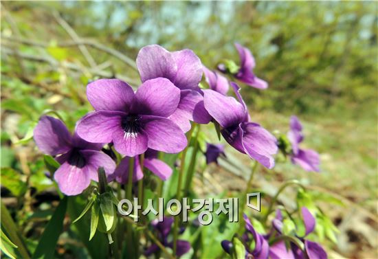 [포토]'봄기운 가득'  광산구 어등산에 활짝핀 제비꽃