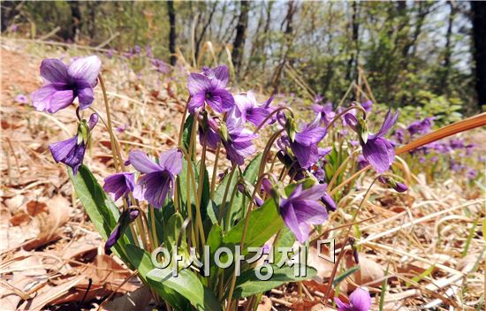 [포토]봄을 머금은 만개한 제비꽃