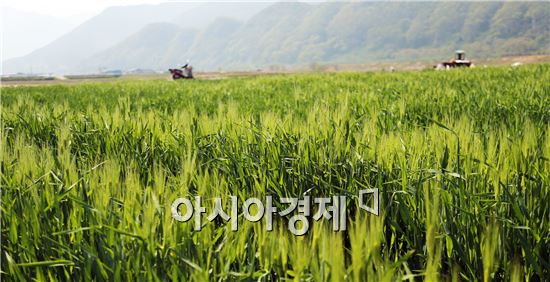 [포토]싱그러운 봄, 우리밀밭 사잇길 함께 걸어볼까요