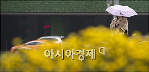 [포토]'노란 봄비'