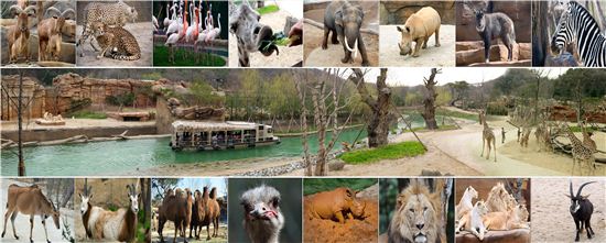 사자·하이에나 노니는 정글을 탐하다 