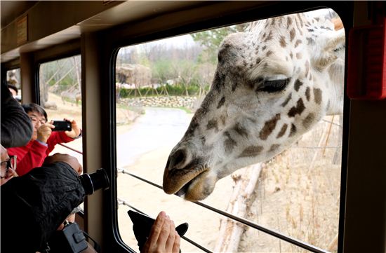 사자·하이에나 노니는 정글을 탐하다 