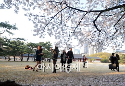 [포토]벚꽃이 다 지기 전에...