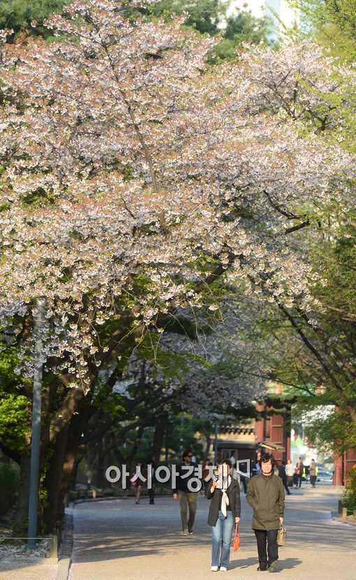 [포토]흩날리는 벚꽃잎을 그대와 둘이서 