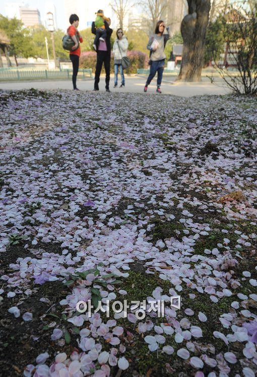 [포토]꽃이 진다고 그대를 잊은 적 없다 