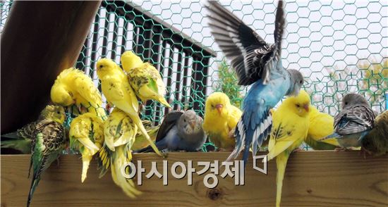 [포토]잉꼬새의 화려한 나비축제  퍼포먼스