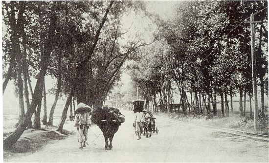 1910년대 청량리 가로수길 모습.