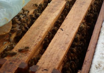 꿀벌 피해 농가에 농축산경영자금 최대 1000만원 지원