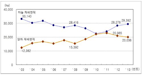 마늘 농사 3년째 '승승장구'