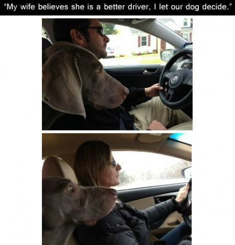 남녀 운전실력 차이 "개는 거짓말 못해"