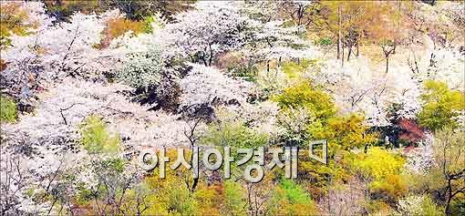 [포토]봄의 정취가 느껴지는 남산