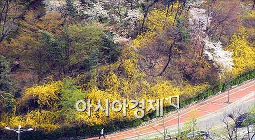 [포토]봄이 물씬 느껴지는 남산, 한 때 비는 내렸지만....