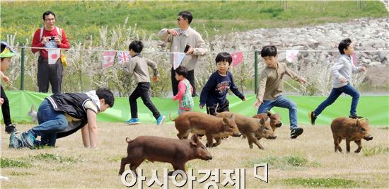 [포토]멧돼지를 잡아라 