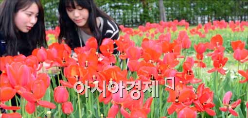 [포토]활짝 핀 튤립들과 함께