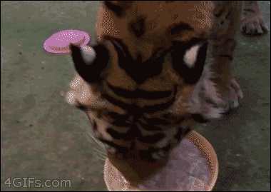 간 떨어지는 식사시간…소름돋는 동물 식사법