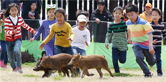 함평나비축제, 가축몰이 체험 인기