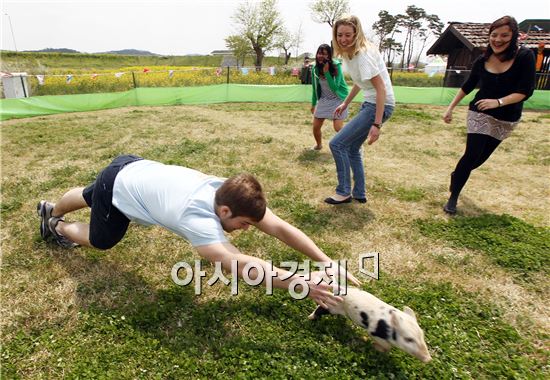 함평나비축제, 가축몰이 체험 인기