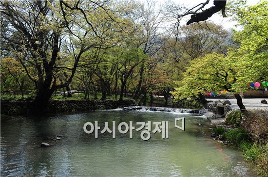선운사의 봄 정취