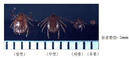 '살인 진드기' 국내서 발견..물리지 않는 예방법은?